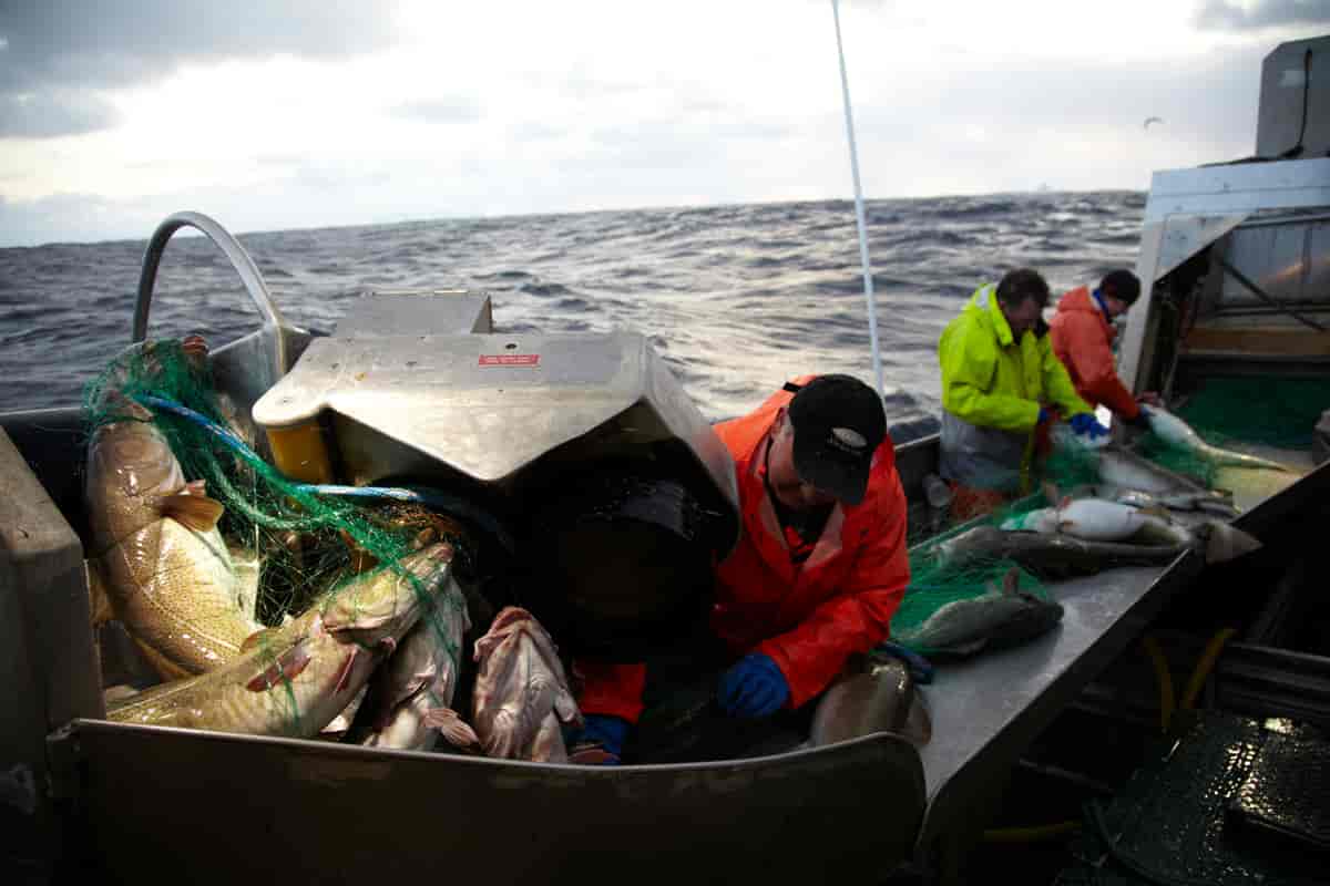 Torskefiske i Lofoten