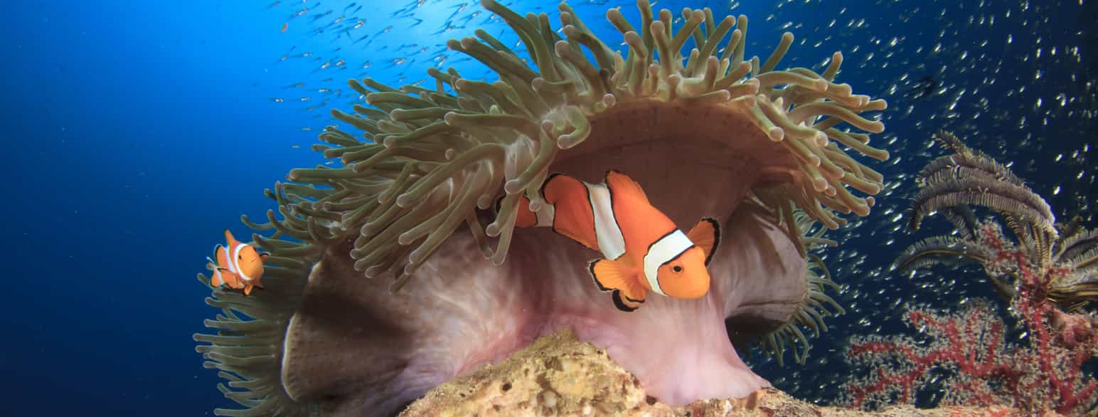 Klovnefisker ved sjøanemone på korallrev