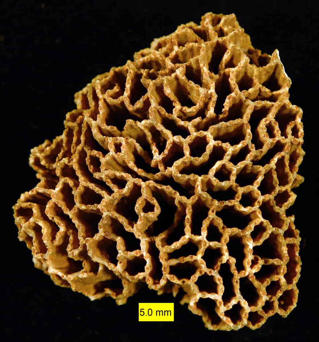 Halysites, fossil korall