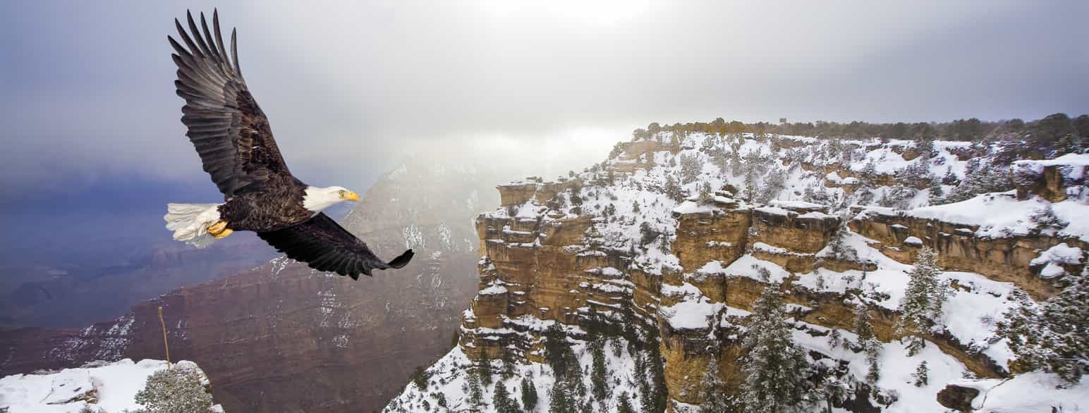 Hvithodehavørn over Grand Canyon