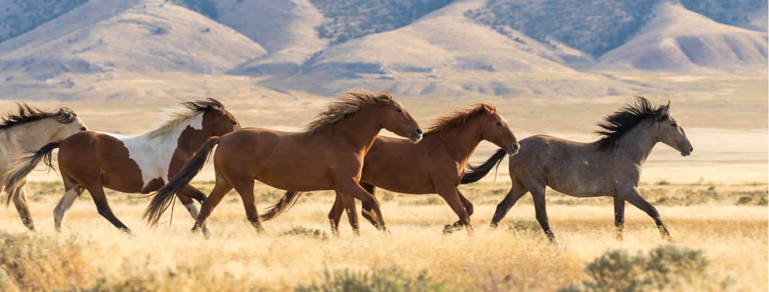Mustanger i delstaten Utah, USA