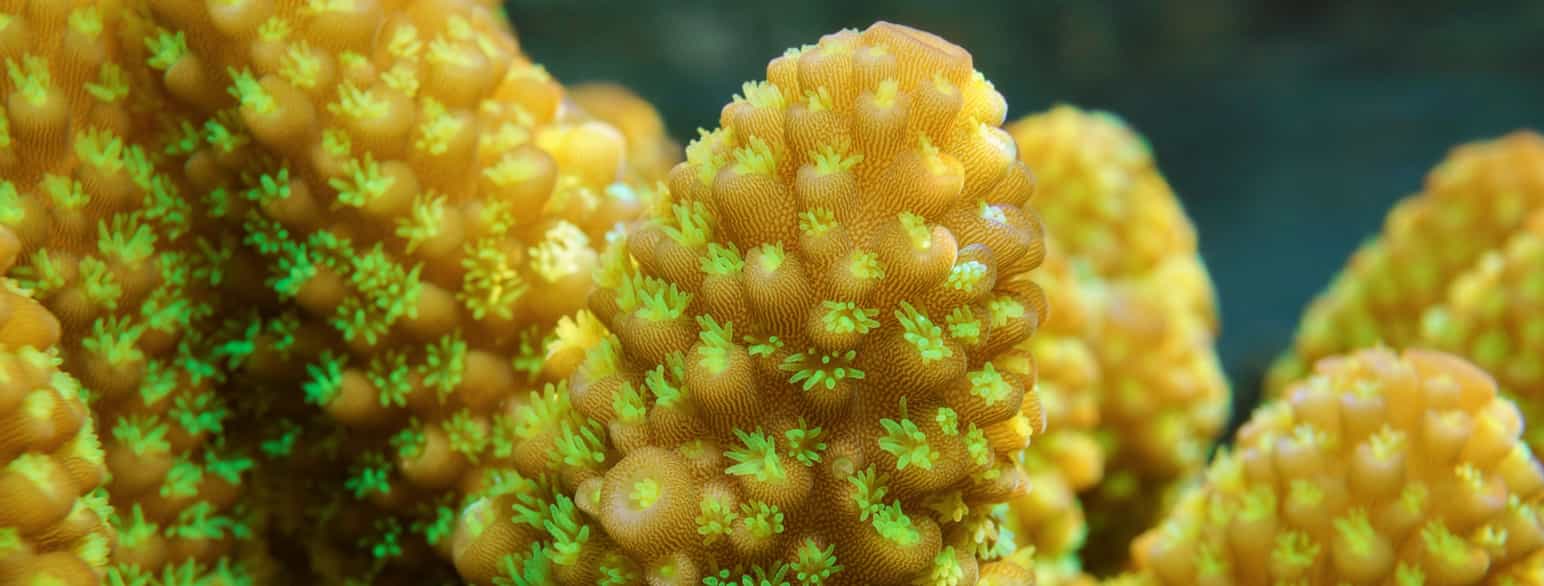 Koralldyr i koloni