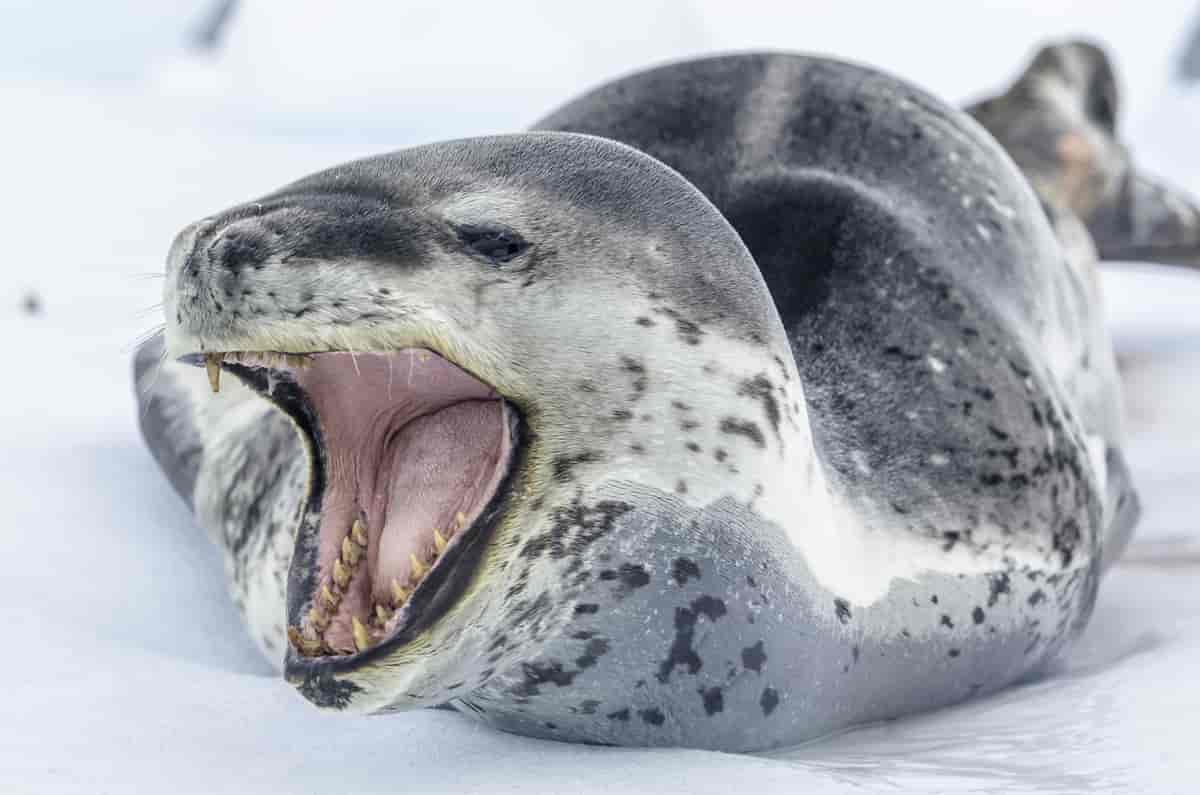 Sjøleopard