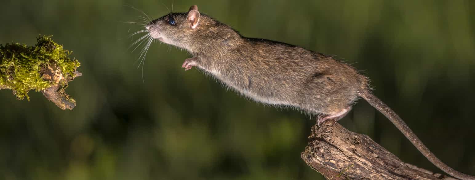 Brunrotte, Rattus norvegicus