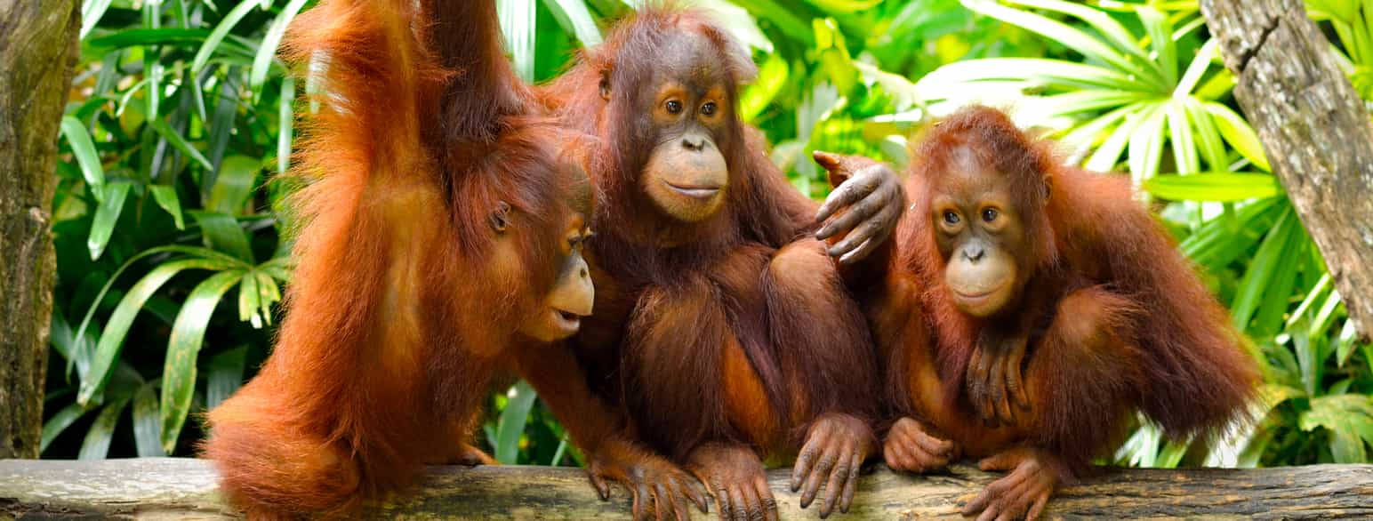 Orangutanger er primater.
