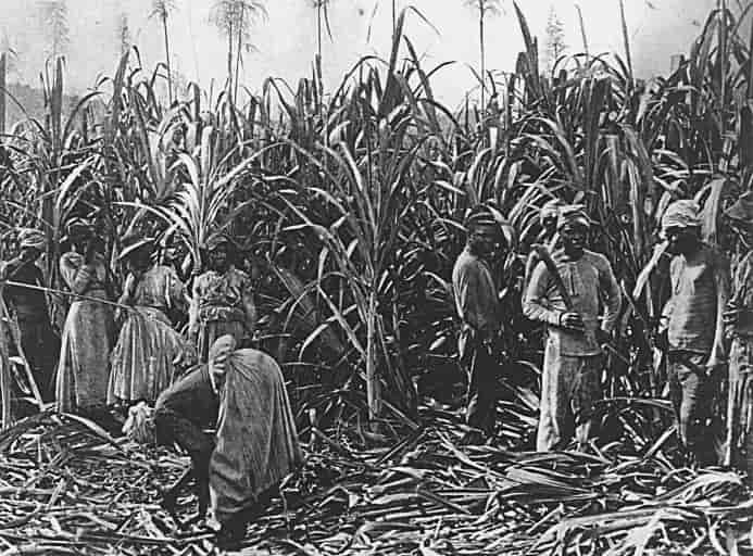Foto fra en sukkerplantasje på Jamaica der det høstes sukkerrør med macheter. Bildet er tatt mellom 1879 og 1891.