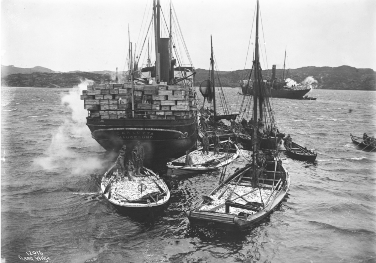 Silda lastes over i et dampskip. Båten nærmest er en gavlbåt med notrull. Foto fra 1911.