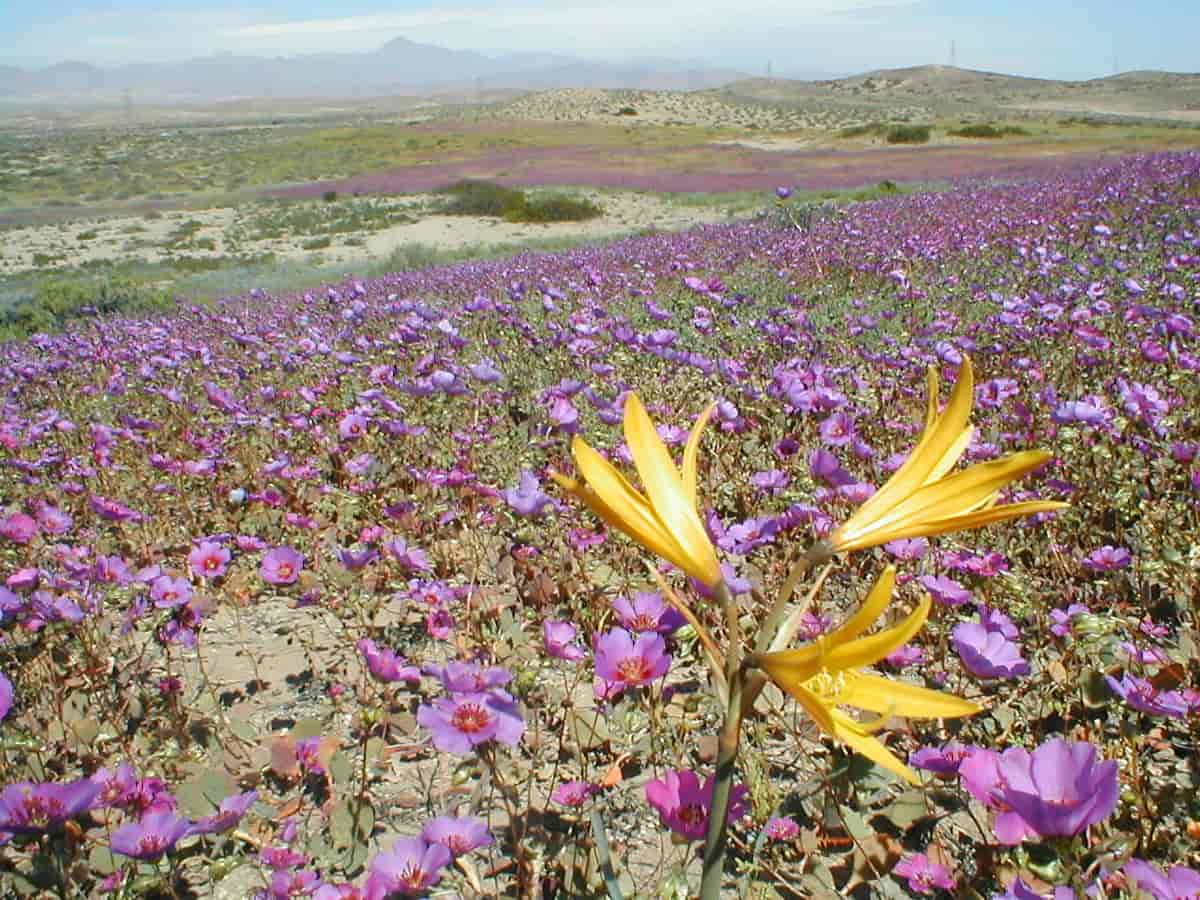 Når områder i ørkenen mottar 15 millimeter nedbør eller mer kan fenomenet blomstrende ørken oppstå.