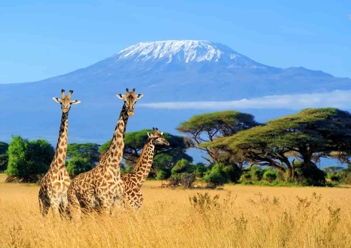 Foto av landskap i Tanzania