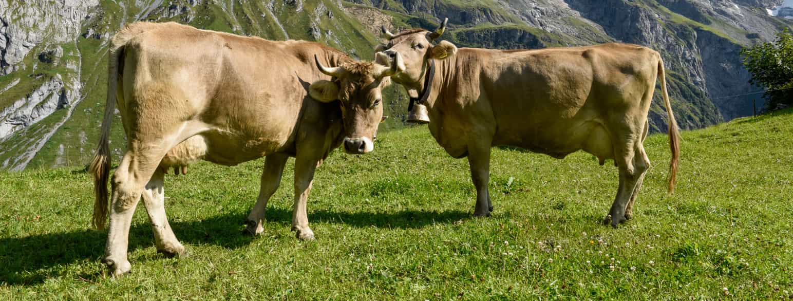 Brown swiss-kuer på beite i Sveits