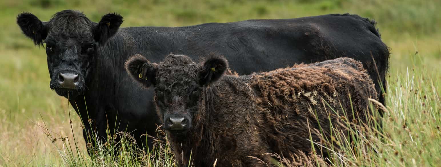 Gallowayfe (ku med kalv) på beite i Skottland