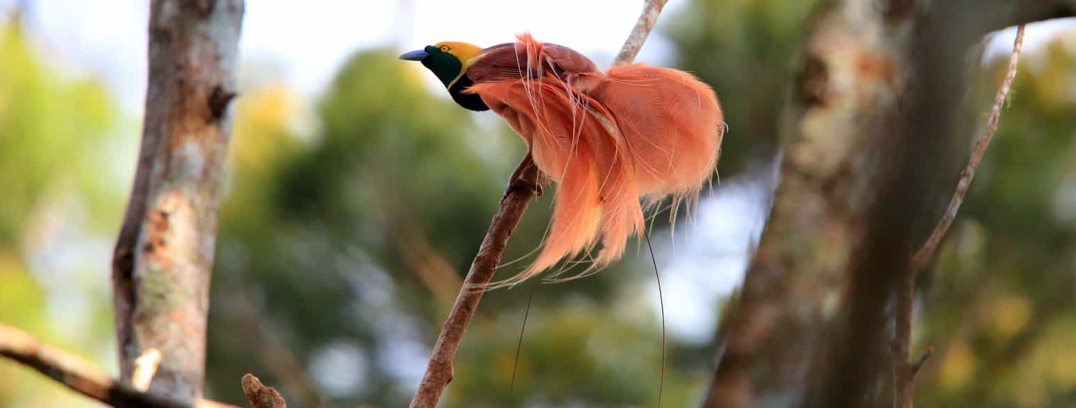 Safranparadisfugl, Paradisaea raggiana, i Varirata nasjonalpark, Papua Ny-Guinea