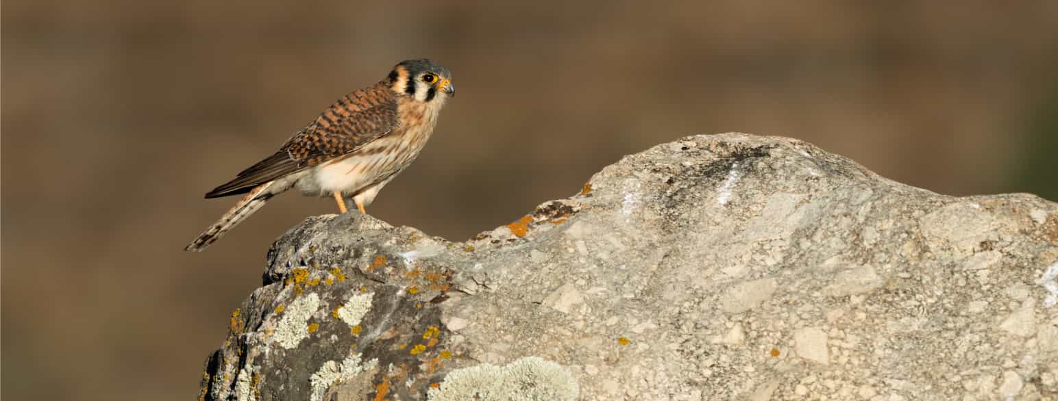 Spurvefalk, Falco sparverius, i Peru