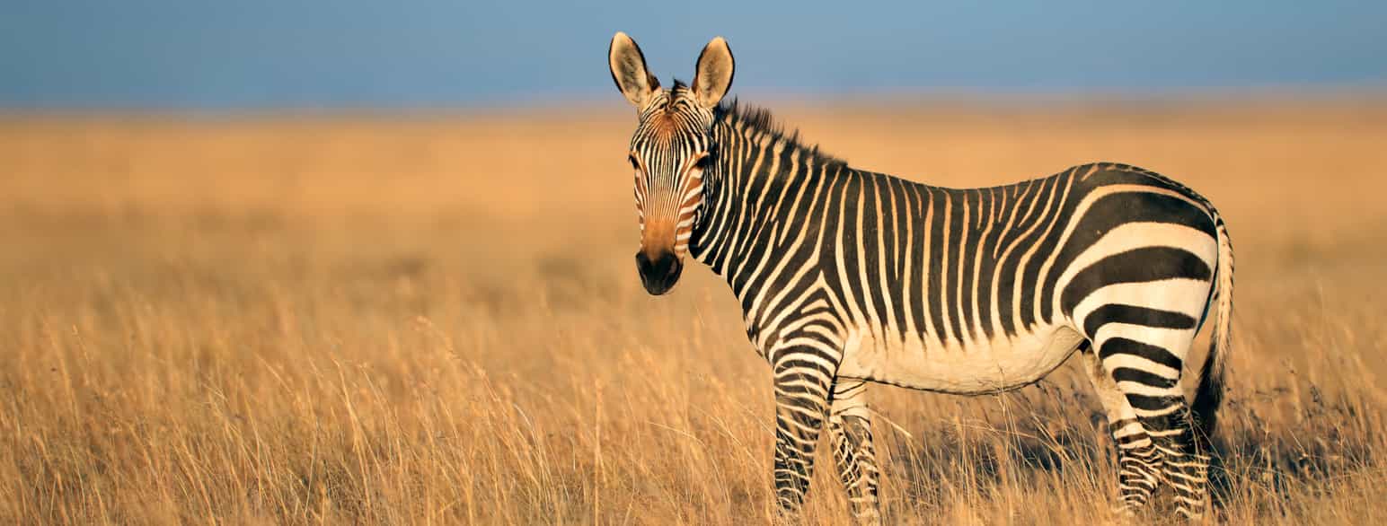 Fjellsebra, Equus zebra i Mountain Zebra National Park, Sør-Afrika