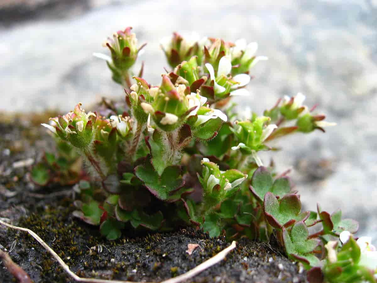 Saxifraga hyperborea