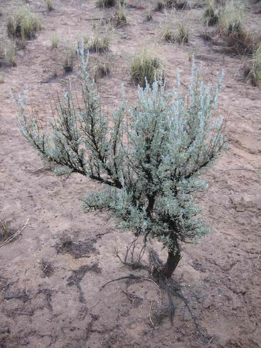 Sagebrush  i New Mexico, USA