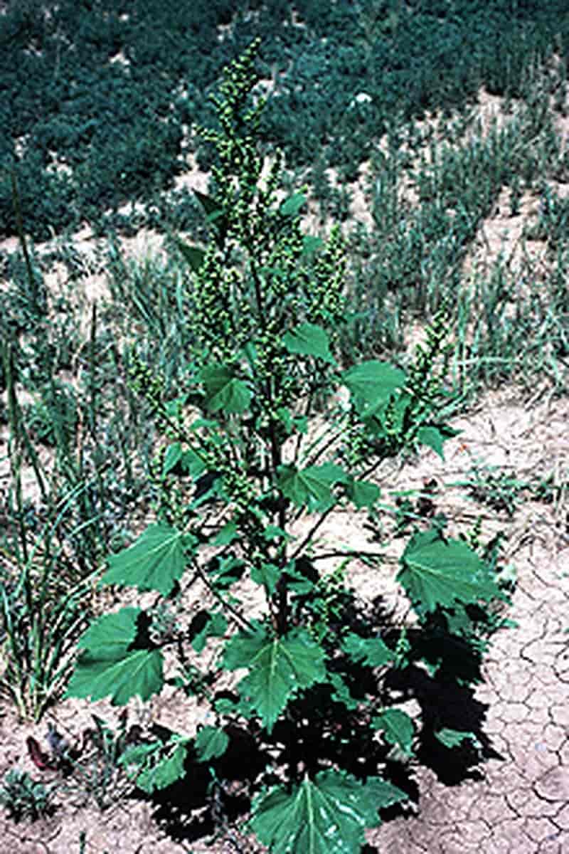 Cyclachaena Xanthifolia