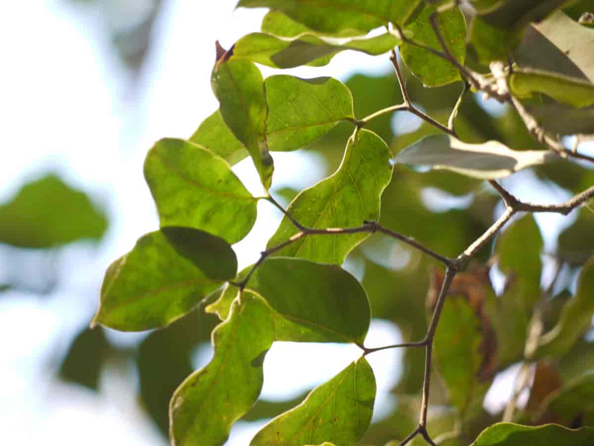 Blader fra Hymenaea verrucosa