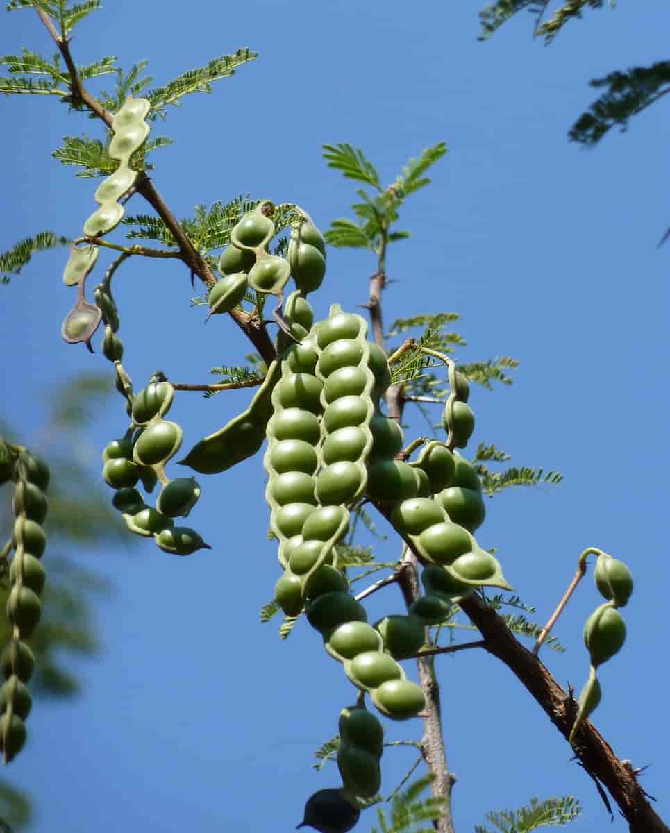 Acacia nilotica kraussiana