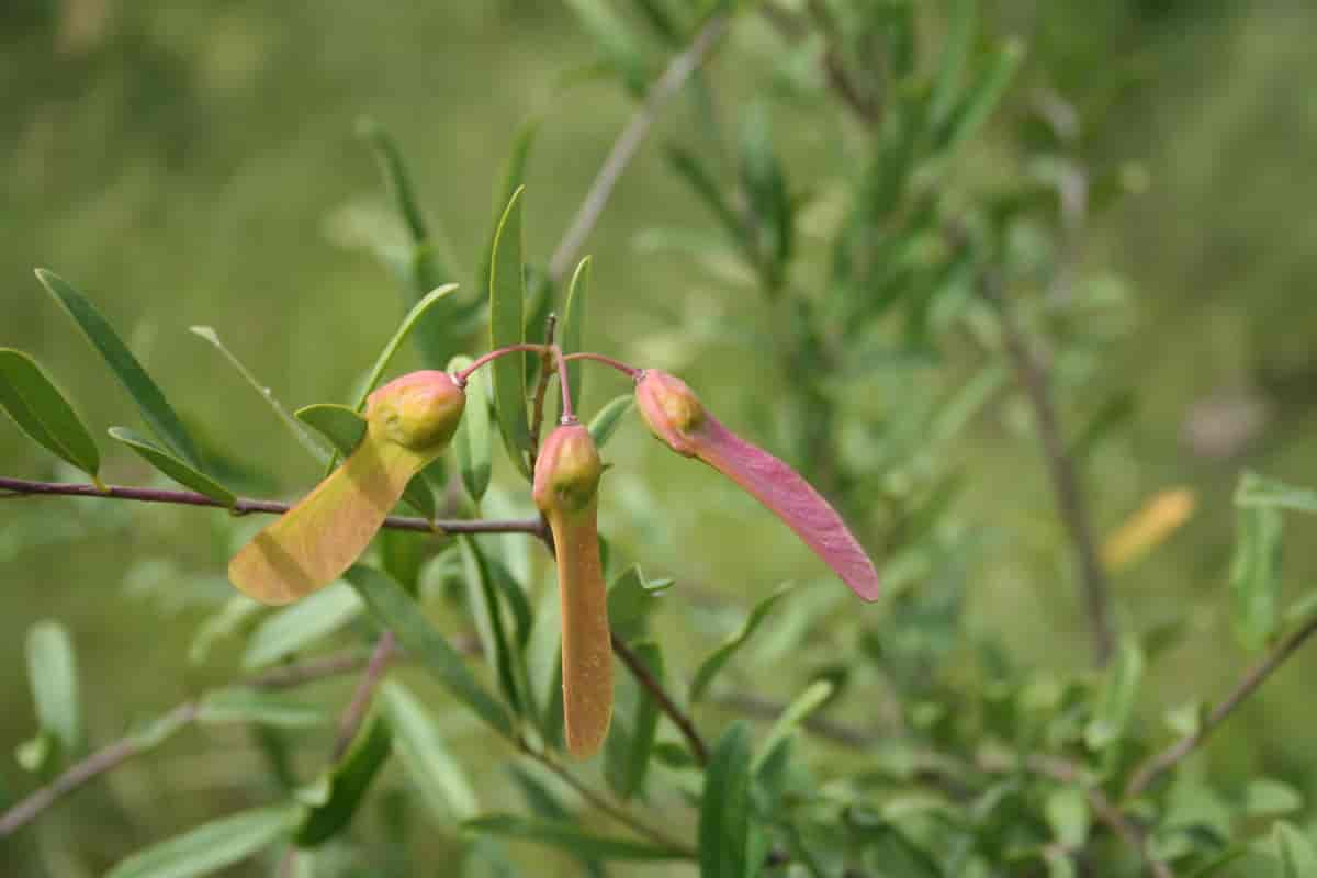 Securidaca longipedunculata, Burkina Faso