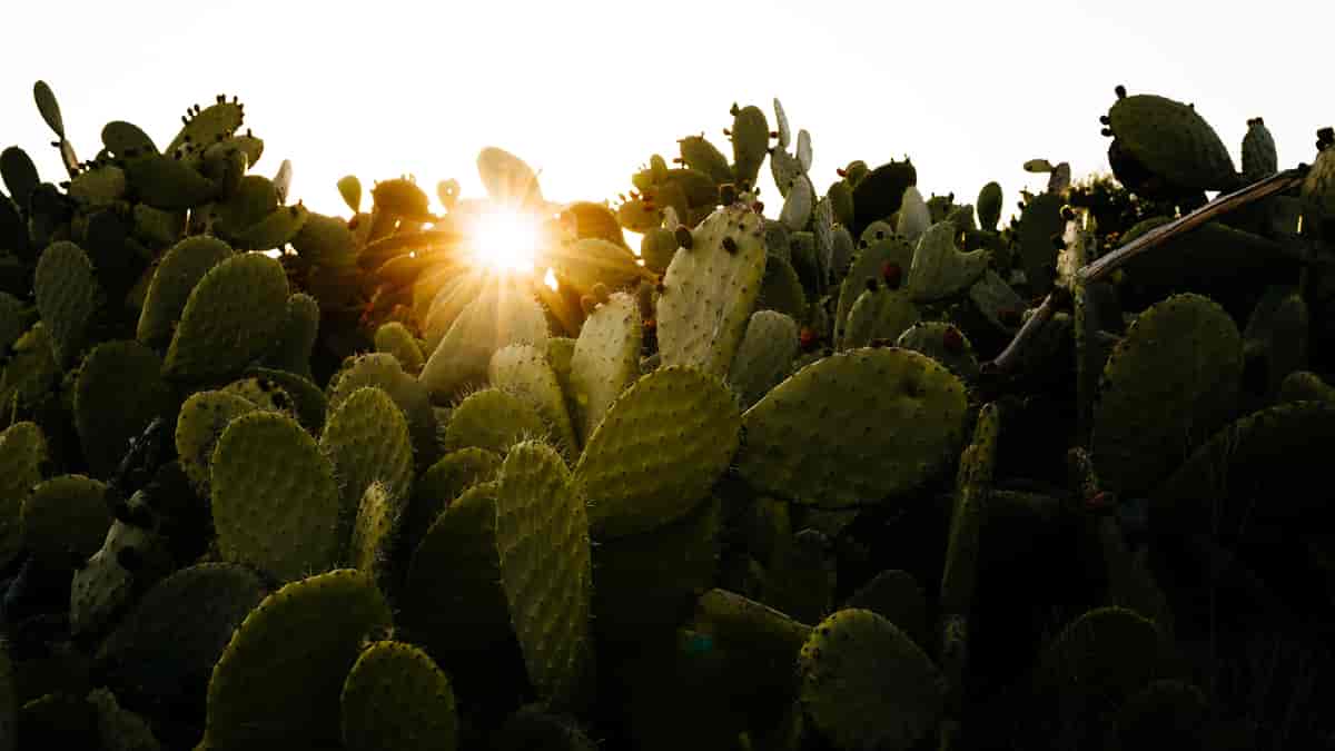 Fikenkaktus OpuntiaFikenkaktus er en art i kaktusfamilien med flattrykte, leddete stammer, gule blomster og fikenlignende, spiselige frukter med tykt, tornefullt skall
