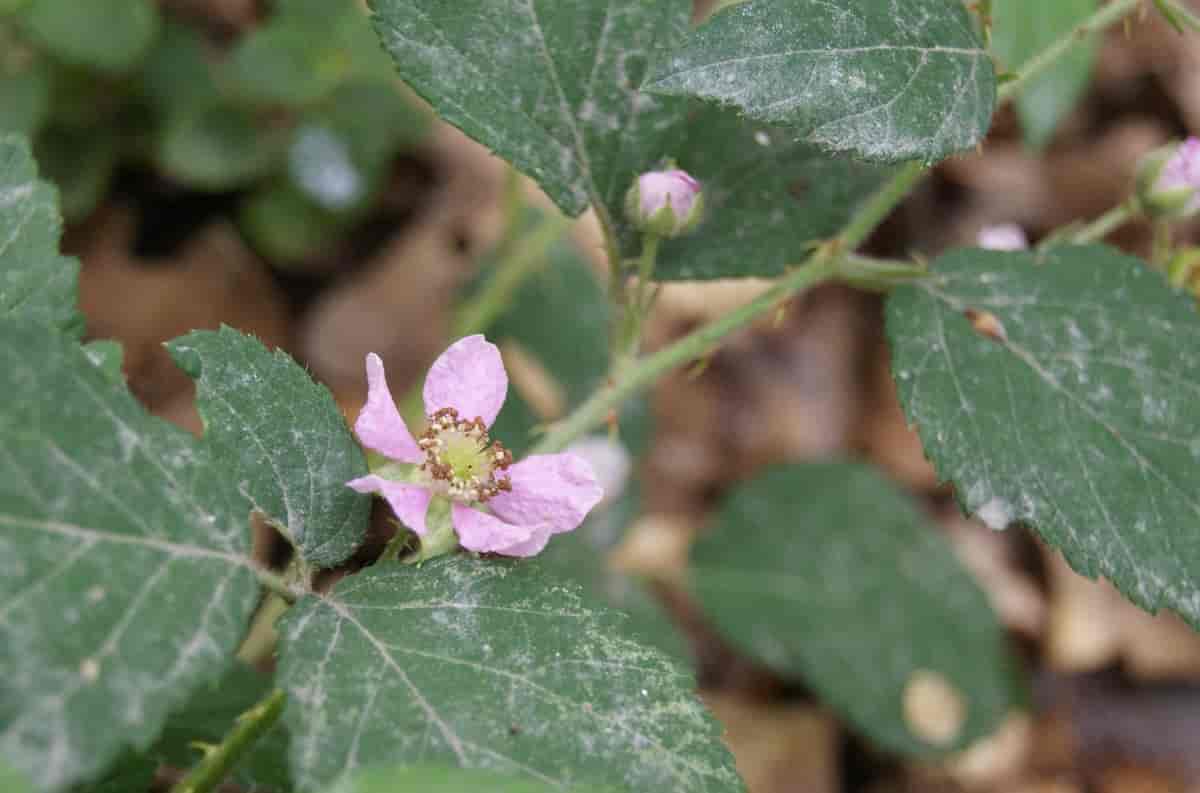 Rubus sprengelii