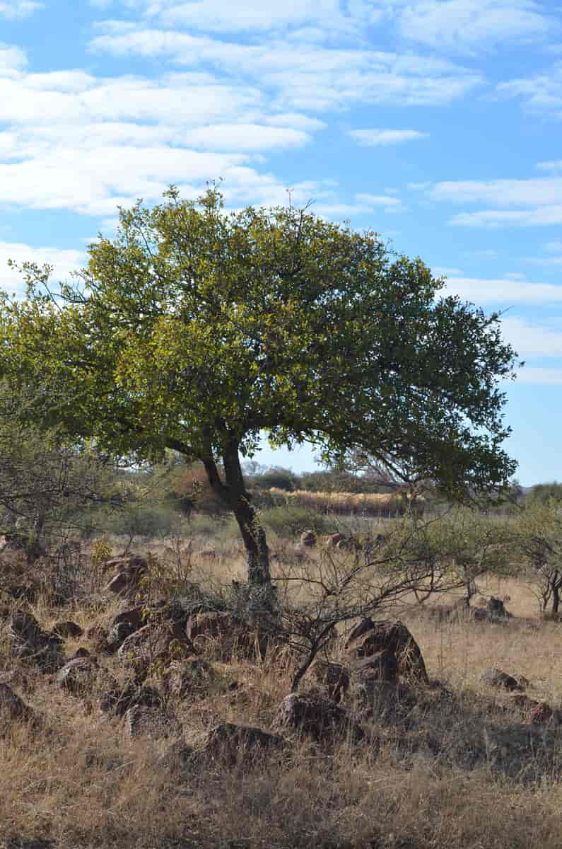 Pappea capensis, Botswana