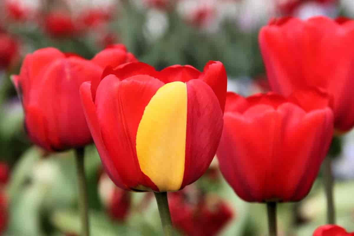Darwin-tulipaner, Apeldoorn, med mutasjon (gult blad)