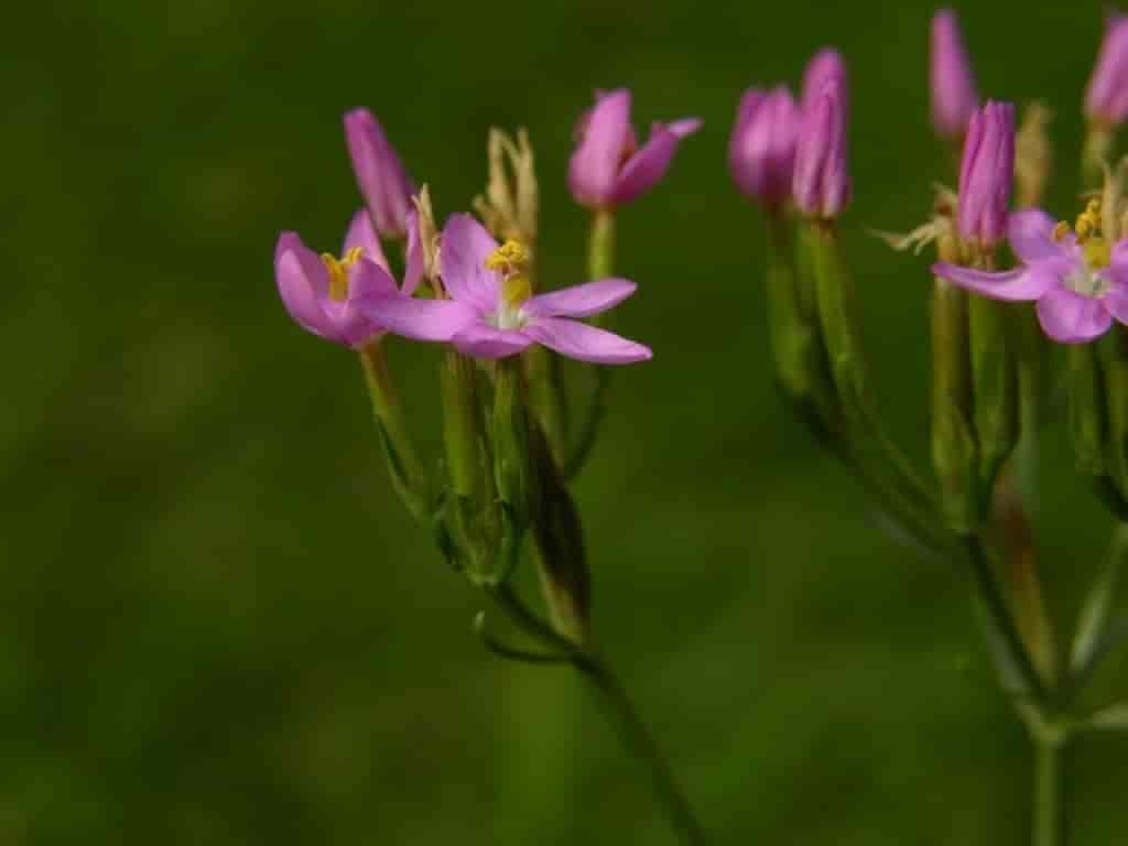 Centaurium erythraea