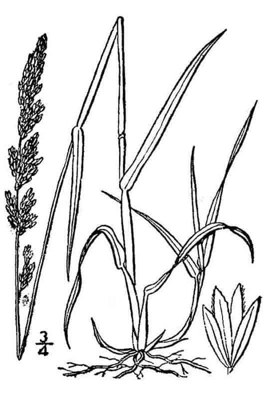 Arctagrostis latifolia