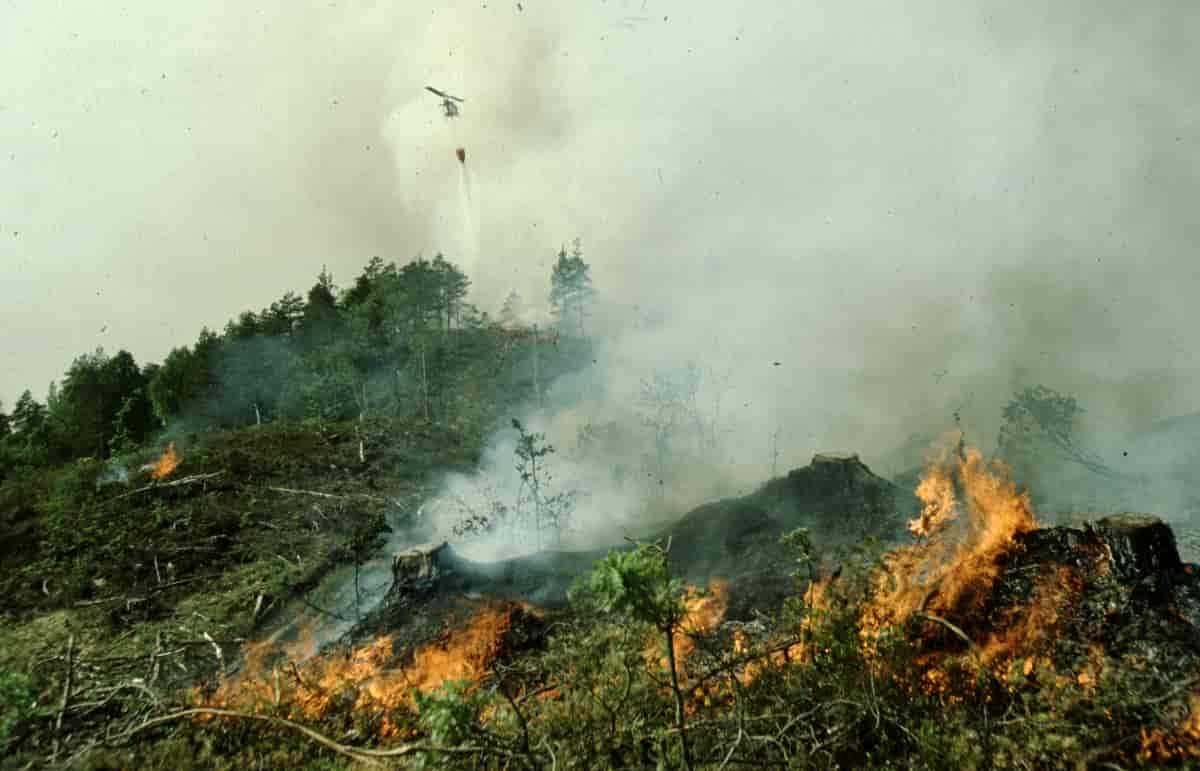 Brann i skog- og utmark