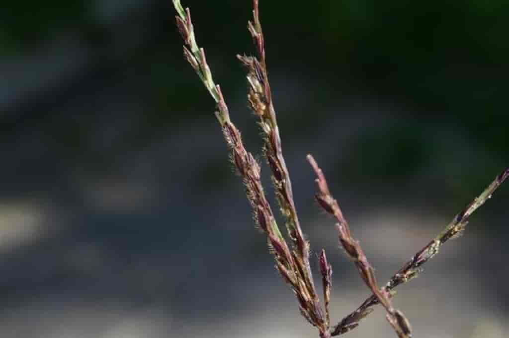 Digitaria sanguinalis ssp. pectiniformis