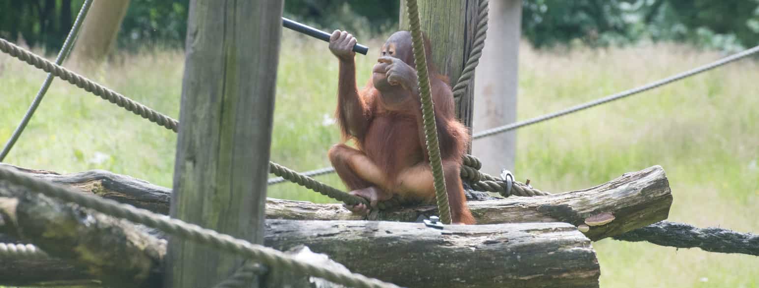 Ung orangutang i Dyreparken i Kristiansand