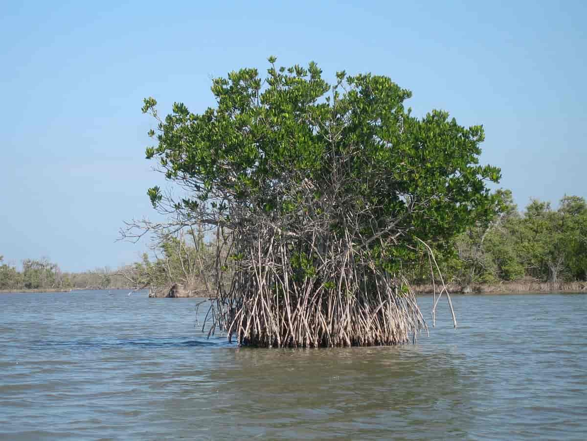 Rhizophora mangle. Amerikansk mangrove i Everglades, Florida, USA