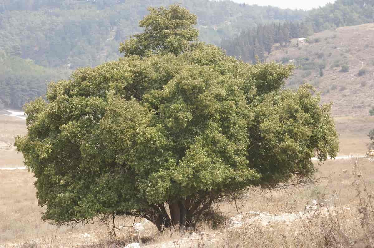 Styrax officinalis i Menashe, Israel