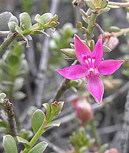 Krameria cistoidea, Chile