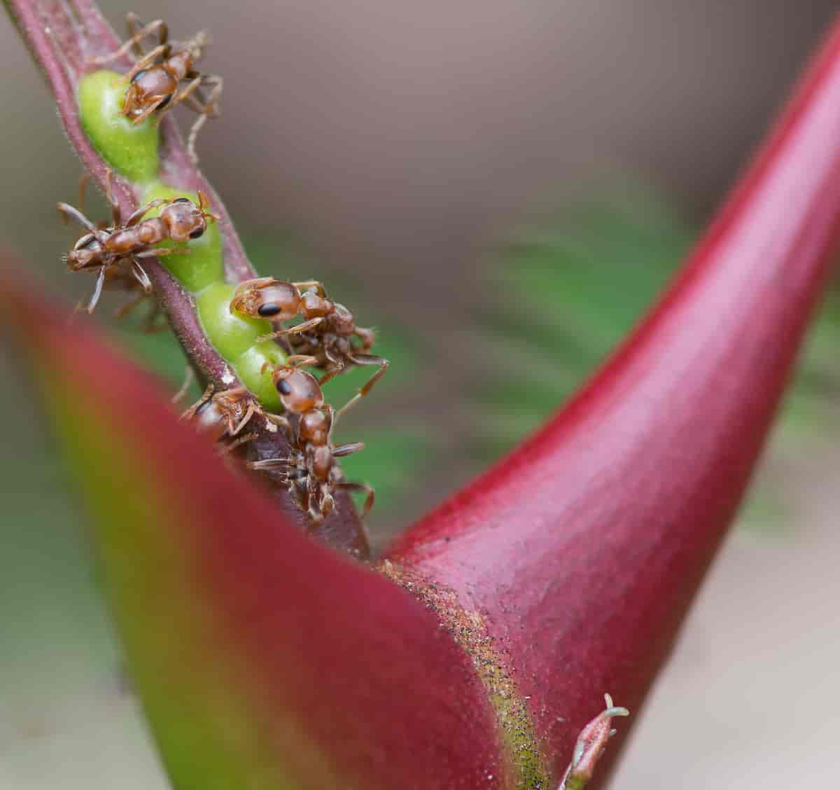 Maur i akasietre, Panama
