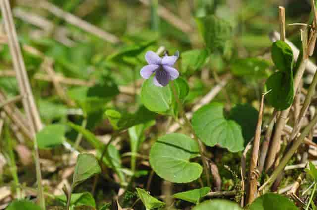 Viola epipsila, myrfiol