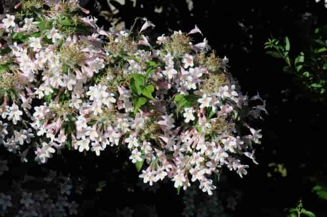 Kolkwitzia amabilis, fagerbusk