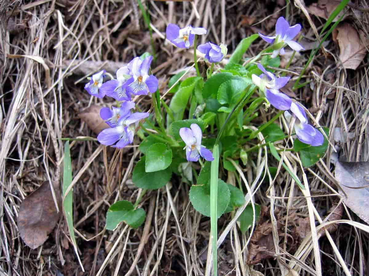 Viola collina