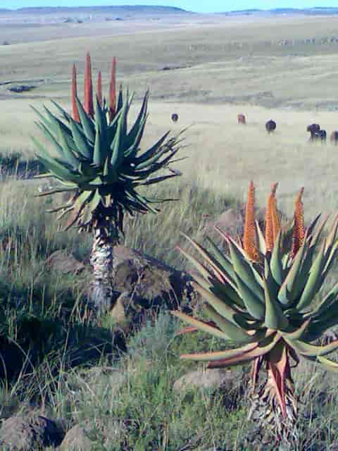 Aloe ferox i Sør-Afrika