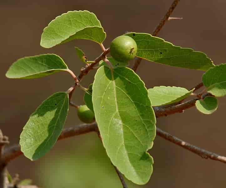 Flacourtia indica i Hyderabad, India
