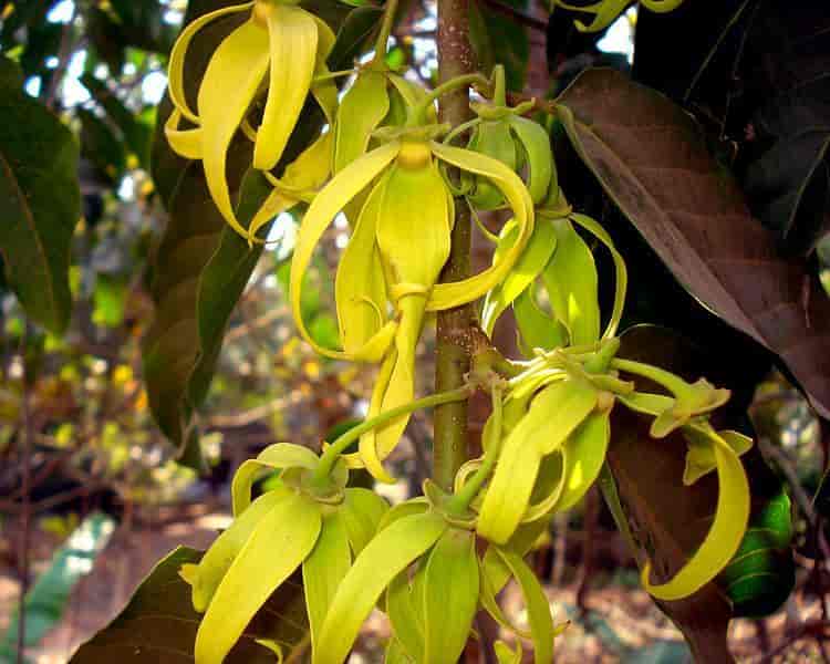 Blomst på ylang-ylang-tre, Cananga odorata
