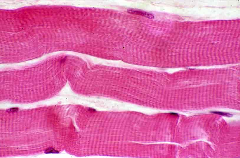 Lysmikroskopisk bilde av muskelvev