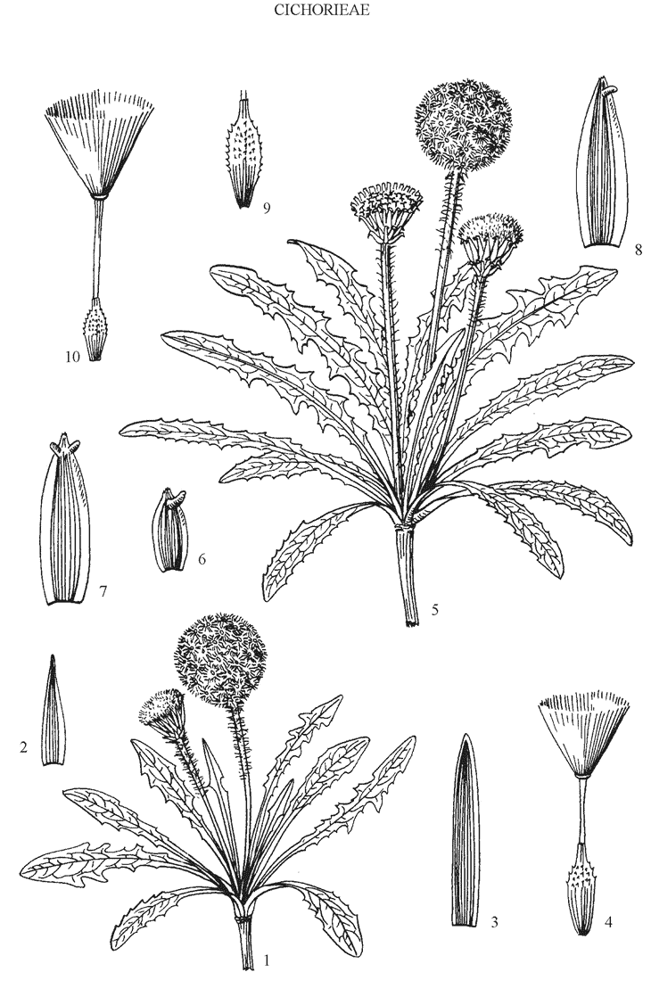 Botanisk illustrasjon  av gummiløvetann