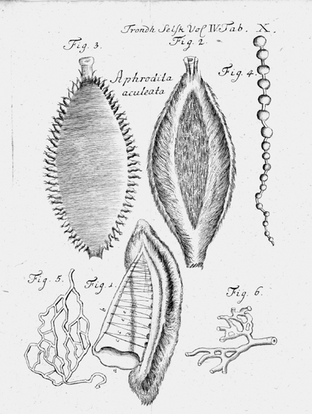 Johan Ernst Gunnerus sin tegning av anatomien til gullmus (Aphrodita aculeata)