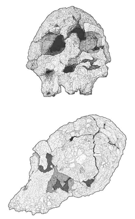 Kraniet KNM-WT 40000, Kenyanthropus platyops