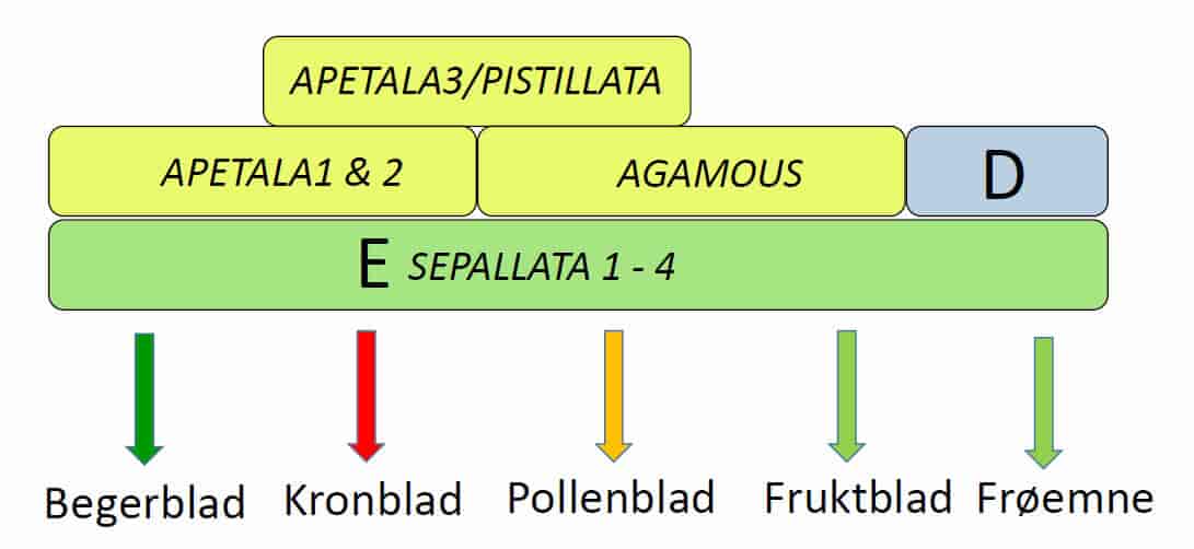 Gener som tilsvarer A, B, C og E i blomsten hos vårskinneblom (Arabidopsis thaliana).