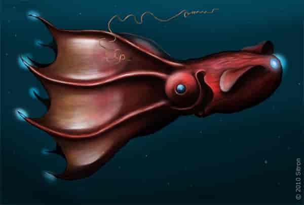 Vampyrblekksprut