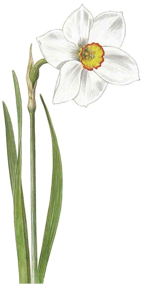 Narcissus poeticus, pinselilje